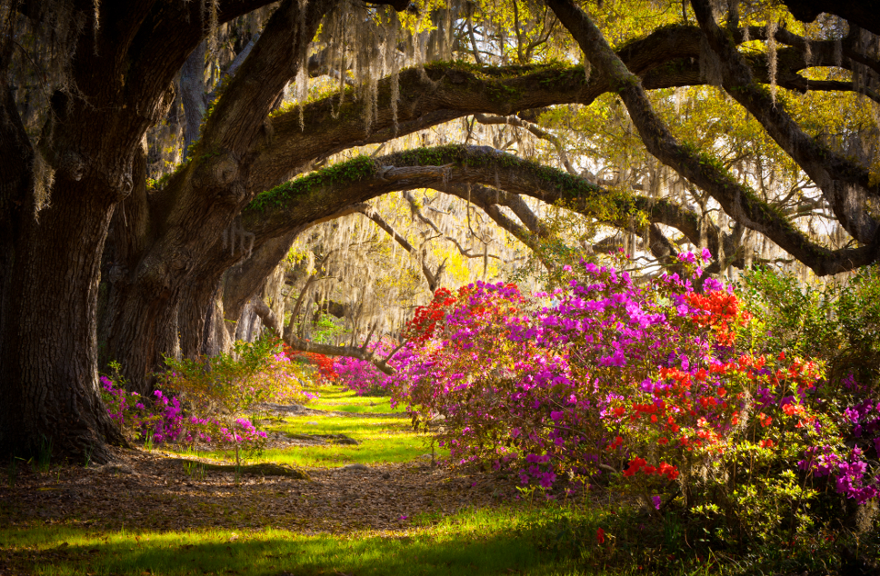 Charleston Commercial Landscape Lighting by Forever Green 5 charleston garden of azaleas landscape