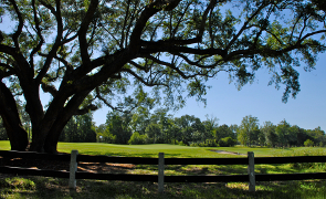 charleston golf course landscape