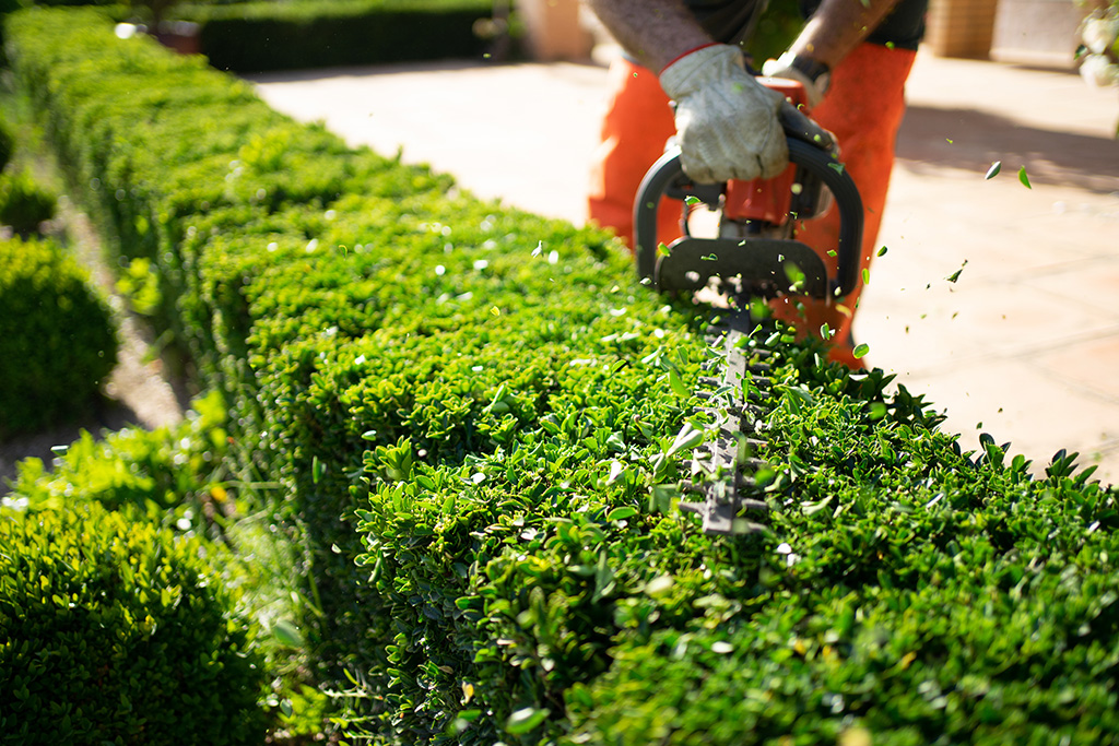 Commercial Landscape Design 9 tree-services in charleston