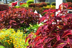 Charleston Lowcountry Charleston Landscape Charleston Sc Forevergreen Landscaping Forever Green Landscaping In Charleston Sc, Tree Service Charleston Sc, Valleycrest Landscaping, Greenery Charleston Sc, Valley Crest, Landscape Companies Charleston Sc