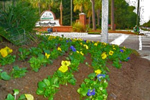 Charleston Lowcountry Charleston Landscape Charleston Sc Forevergreen Landscaping Forever Green Landscaping In Charleston Sc, Tree Service Charleston Sc, Valleycrest Landscaping, Greenery Charleston Sc, Valley Crest, Landscape Companies Charleston Sc