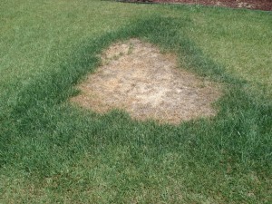 lawn-dead-spot
